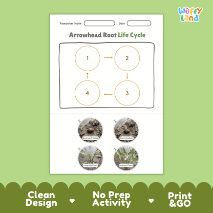 Educational reference poster showing four realistic photo stages of an arrowhead root life cycle including dormant tuber, germination, juvenile plant, and mature plant