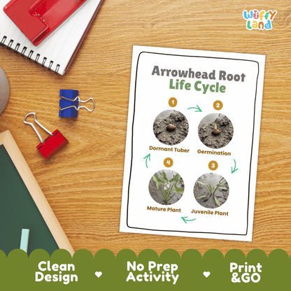 Hands-on cut and paste science worksheet for students to cut real photo tokens and sequence arrowhead root growth stages onto numbered circles