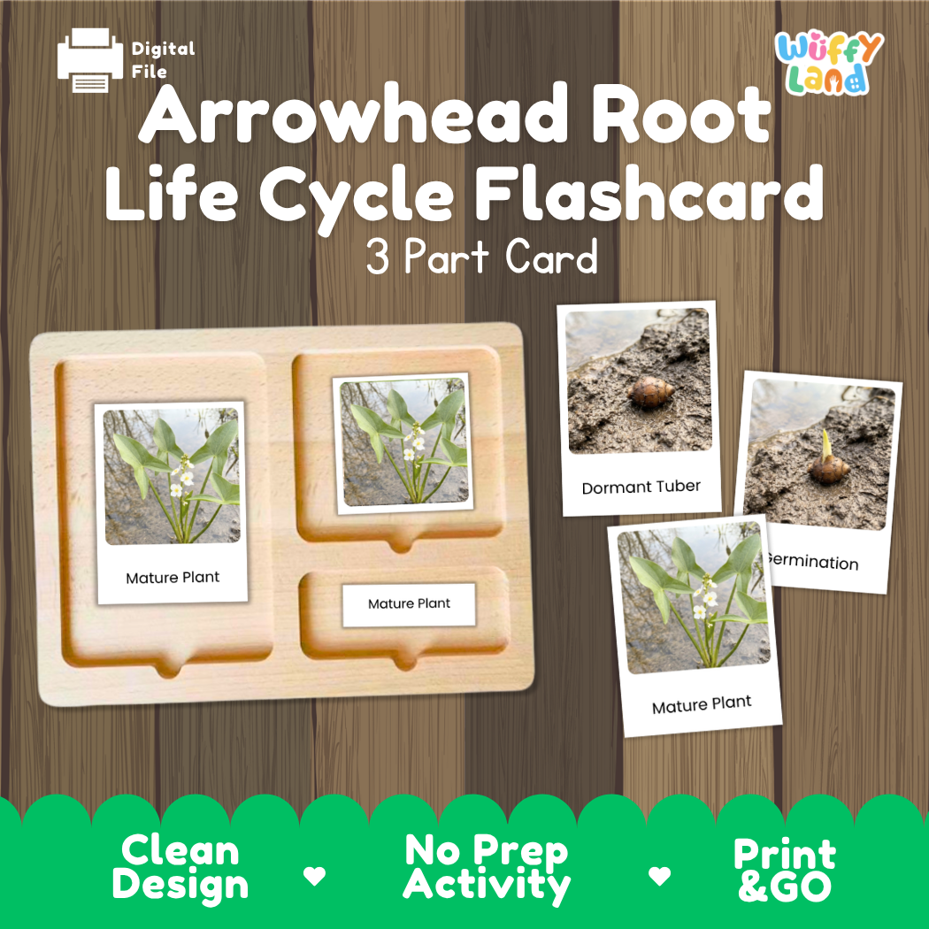 Arrowhead Root Life Cycle Flashcard set by Wiffy Land, featuring a 3-part wooden card tray with photos of plant stages (Mature Plant, Dormant Tuber, Termination) on a wood-grain background.