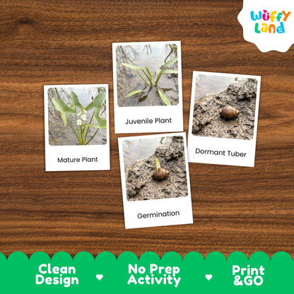 Four educational plant germination cards with labels 'Mature Plant', 'Juvenile Plant', 'Dormant Tuber', and 'Germination' arranged on a brown wood-grain background. A 'Wuffi Land' logo appears in the top right, and a green banner at the bottom reads 'Clean Design', 'No Prep Activity', and 'Print & GO'.