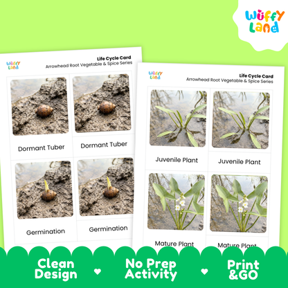 Two printable life cycle cards for arrowheadhead root vegetable and spice series shown on a bright green background, with the Wuffly Land logo in the top right and promotional text along the bottom.