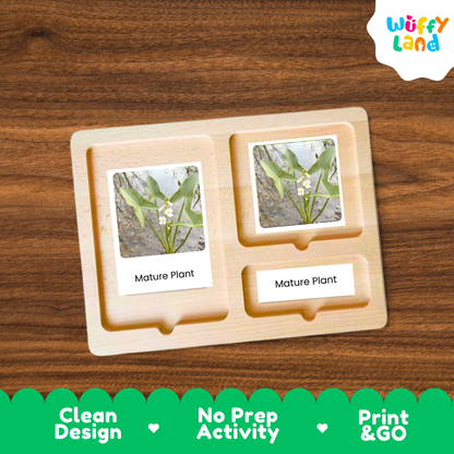 A wooden educational activity tray with two slots holding printed plant photos labeled 'Mature Plant,' shown on a wood-grain background. A 'Wuffy Land' logo appears in the top right, and a green banner at the bottom reads 'Clean Design,' 'No Prep Activity,' and 'Print & GO.