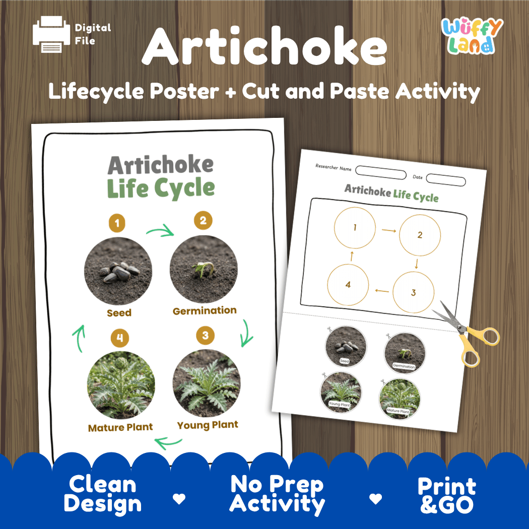Artichoke plant life cycle printable pack featuring educational reference poster and interactive cut and paste worksheet with real photography