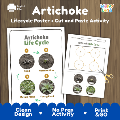 Artichoke plant life cycle printable pack featuring educational reference poster and interactive cut and paste worksheet with real photography