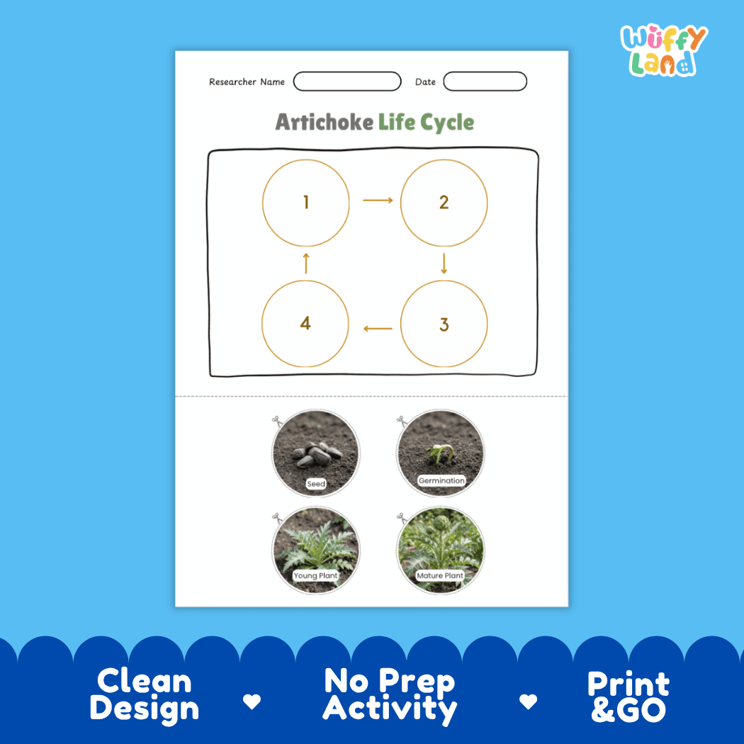 Educational reference poster showing four realistic photo stages of an artichoke life cycle including seed, germination, young plant, and mature plant