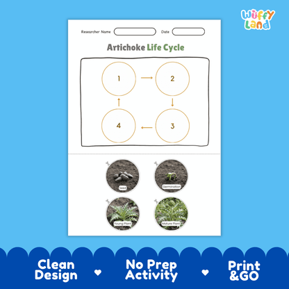 Educational reference poster showing four realistic photo stages of an artichoke life cycle including seed, germination, young plant, and mature plant