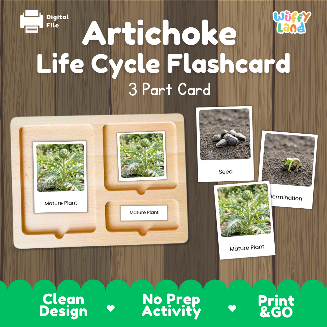 Artichoke Life Cycle Flashcard set by Wiffy Land, featuring a 3-part wooden card tray with photos of seed, germination, and mature plant stages, shown on a wood-grain background with green feature banners.