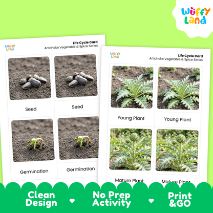 Two printed artichoke vegetable and spice series life cycle cards shown on a bright green background. The cards show labeled photos of seeds, germination, young plant, and mature plant stages.