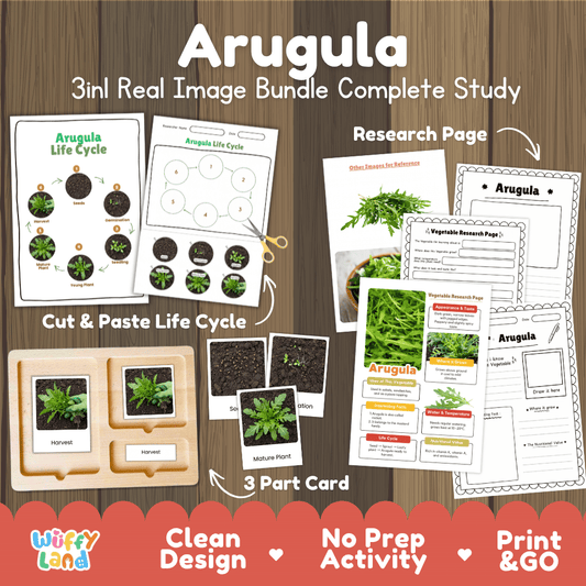 Arugula 3in1 real image bundle complete study printable featuring life cycle cut and paste worksheets, Montessori 3-part cards, and research pages