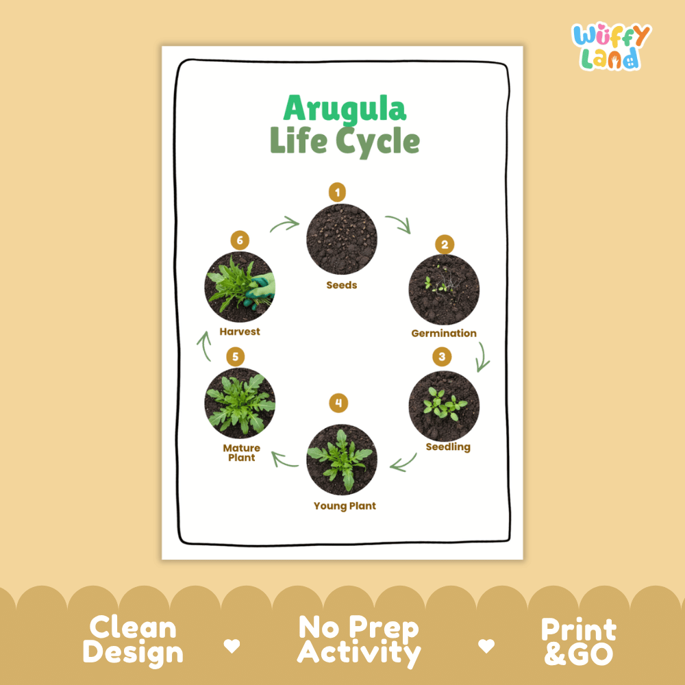 Arugula Lifecycle Poster and Cut and Paste Activity Worksheets | Plant Science Printables