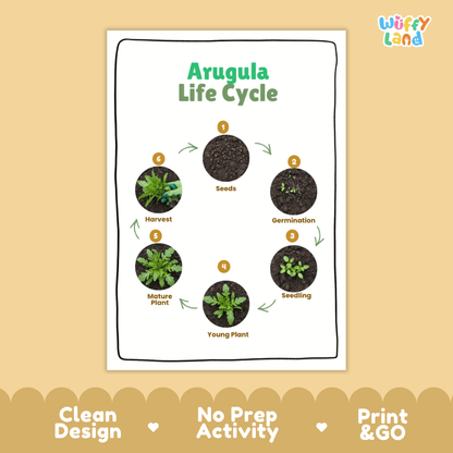 Arugula Lifecycle Poster and Cut and Paste Activity Worksheets | Plant Science Printables