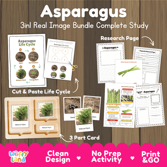 Asparagus 3in1 real image bundle complete study printable featuring life cycle cut and paste worksheets, Montessori 3-part cards, and research pages