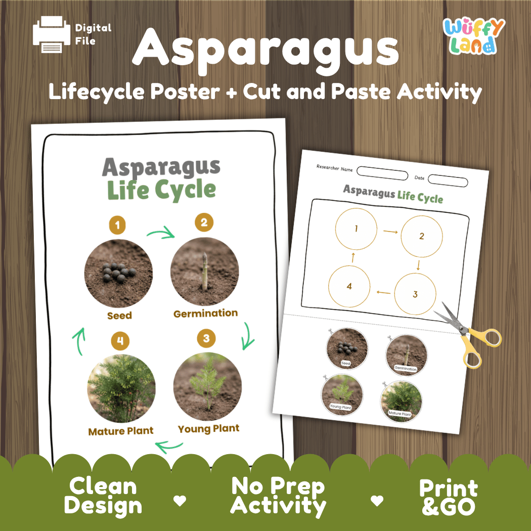 Asparagus plant life cycle educational printable pack cover showing visual reference poster and cut and paste sequencing worksheet with real photography