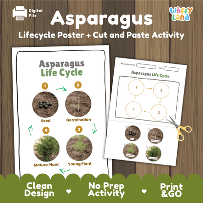 Asparagus plant life cycle educational printable pack cover showing visual reference poster and cut and paste sequencing worksheet with real photography