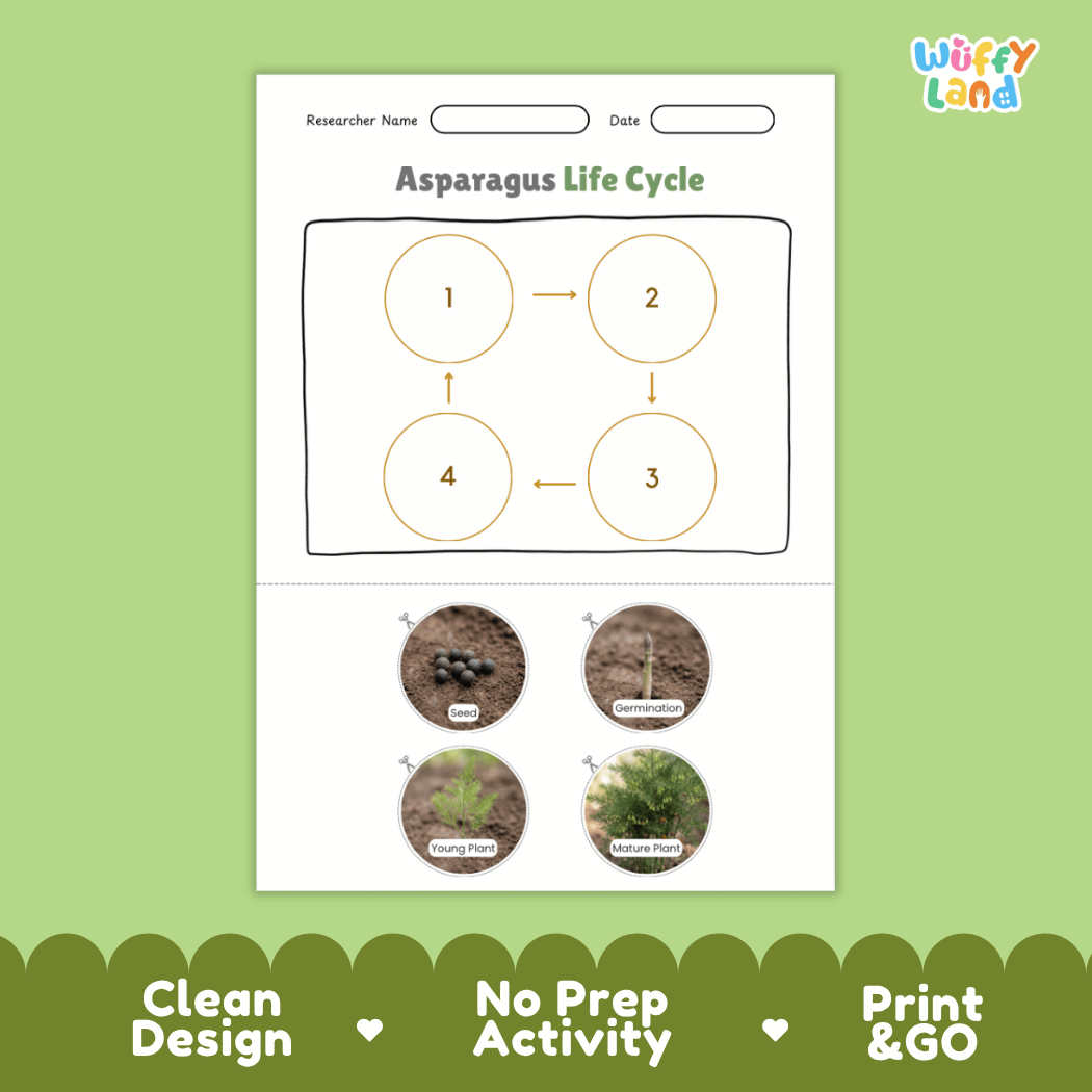Educational reference poster showing four realistic photo stages of an asparagus life cycle including seed, germination, young plant, and mature plant