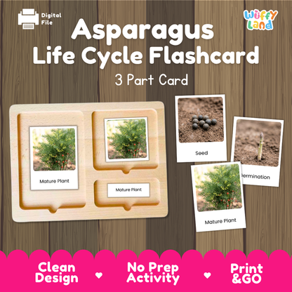 Asparagus Life Cycle Flashcard set by Wiffy Land, featuring a 3-part wooden card tray with photos of seed, germination, and mature plant stages, shown on a wood-grain background with promotional text.