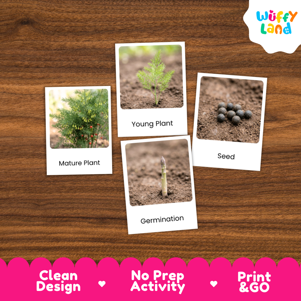 Four educational seed-to-plant activity cards displayed on a brown wood-grain background. The cards show labeled photos of a mature plant, a young plant, a seed, and germination.