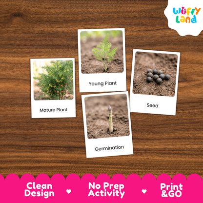 Four educational seed-to-plant activity cards displayed on a brown wood-grain background. The cards show labeled photos of a mature plant, a young plant, a seed, and germination.