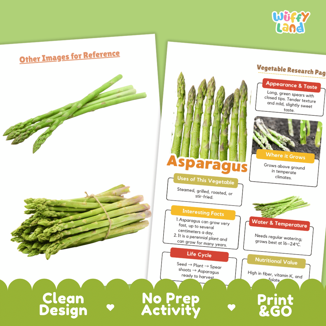 Asparagus Vegetable Research Page Worksheets