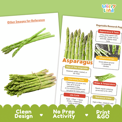 Asparagus Vegetable Research Page Worksheets