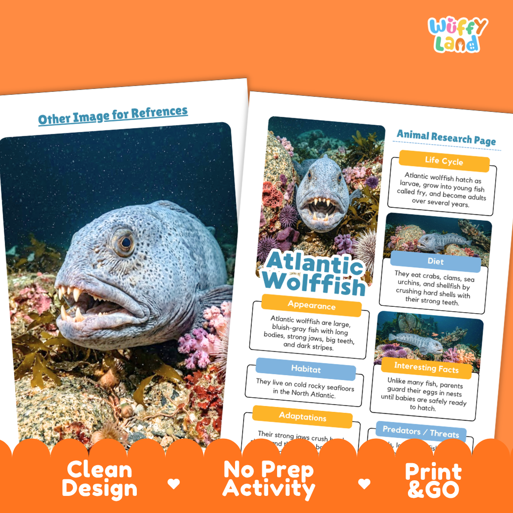 Two educational activity sheets about the Atlantic Wollfish displayed on an orange background. The sheets feature a large underwater photograph of a fish, text sections on life cycle, diet, appearance, habitat, and adaptations, and the title 'Atlantic Wollfish.