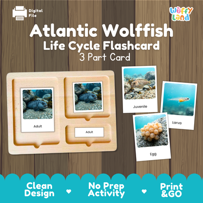 Atlantic Wolffish Life Cycle Flashcards | 3 Part Cards Montessori Science Activity