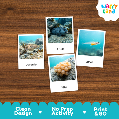 Atlantic Wolffish Life Cycle Flashcards | 3 Part Cards Montessori Science Activity
