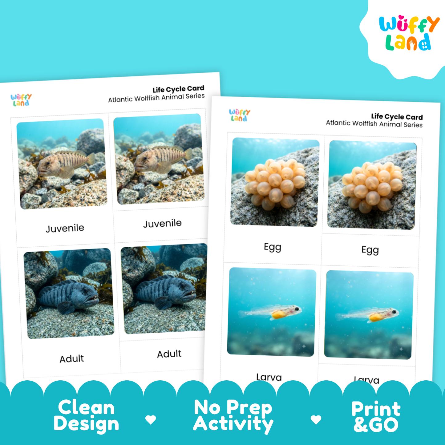 Atlantic Wolffish Life Cycle Flashcards | 3 Part Cards Montessori Science Activity