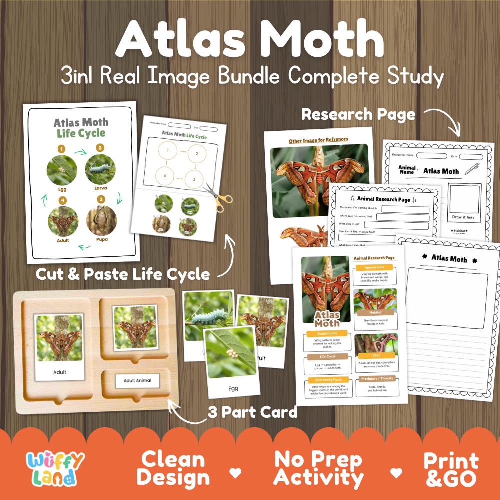 Atlas Moth 3-in-1 real image bundle complete study cover showing cut and paste life cycle, 3 part cards, and research pages