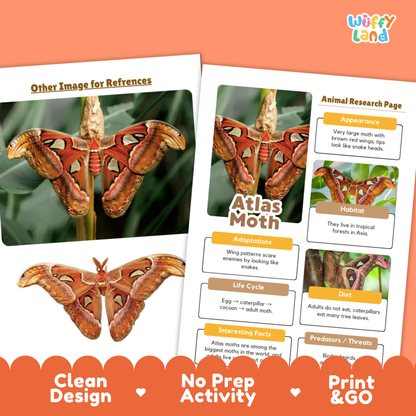 Atlas Moth Animal Research Page Worksheets