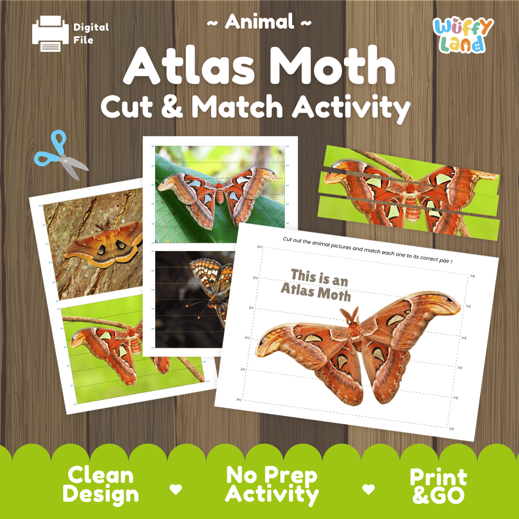 Atlas Moth Cut and Match Activity Worksheets
