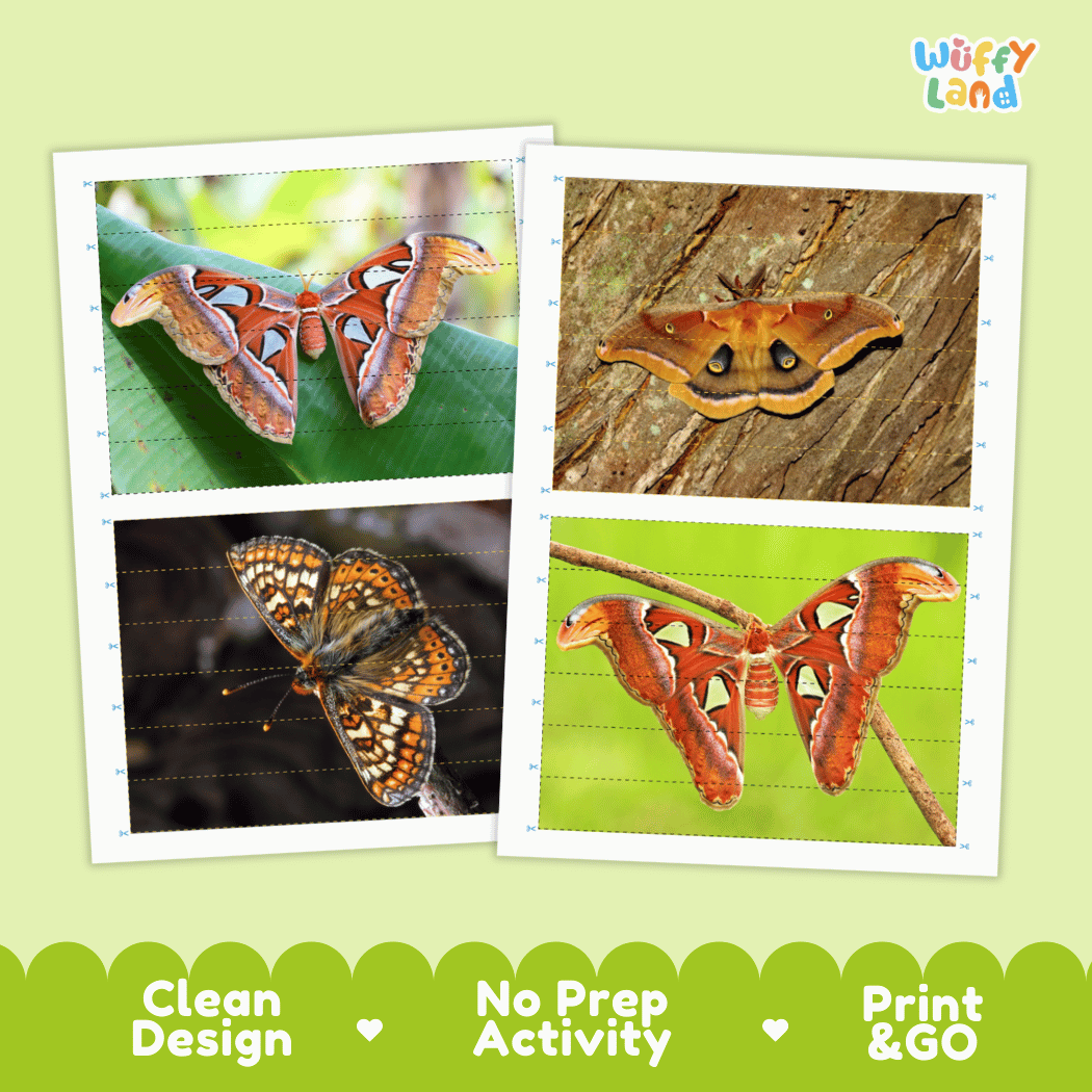 Atlas Moth Cut and Match Activity Worksheets