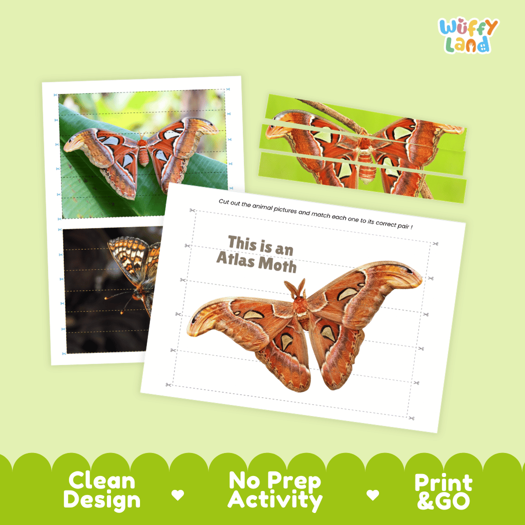 Atlas Moth Cut and Match Activity Worksheets