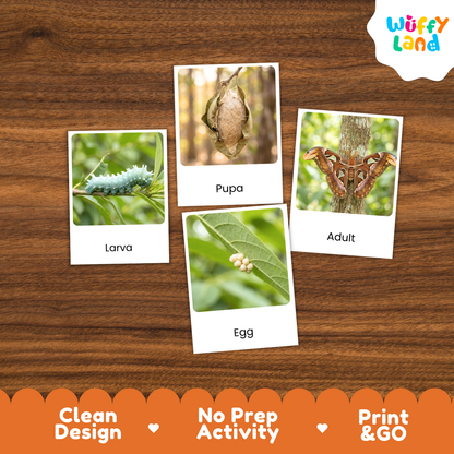 Atlas Moth Life Cycle Flashcard 3 Part Card
