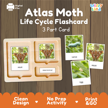 Atlas Moth Life Cycle Flashcard 3 Part Card