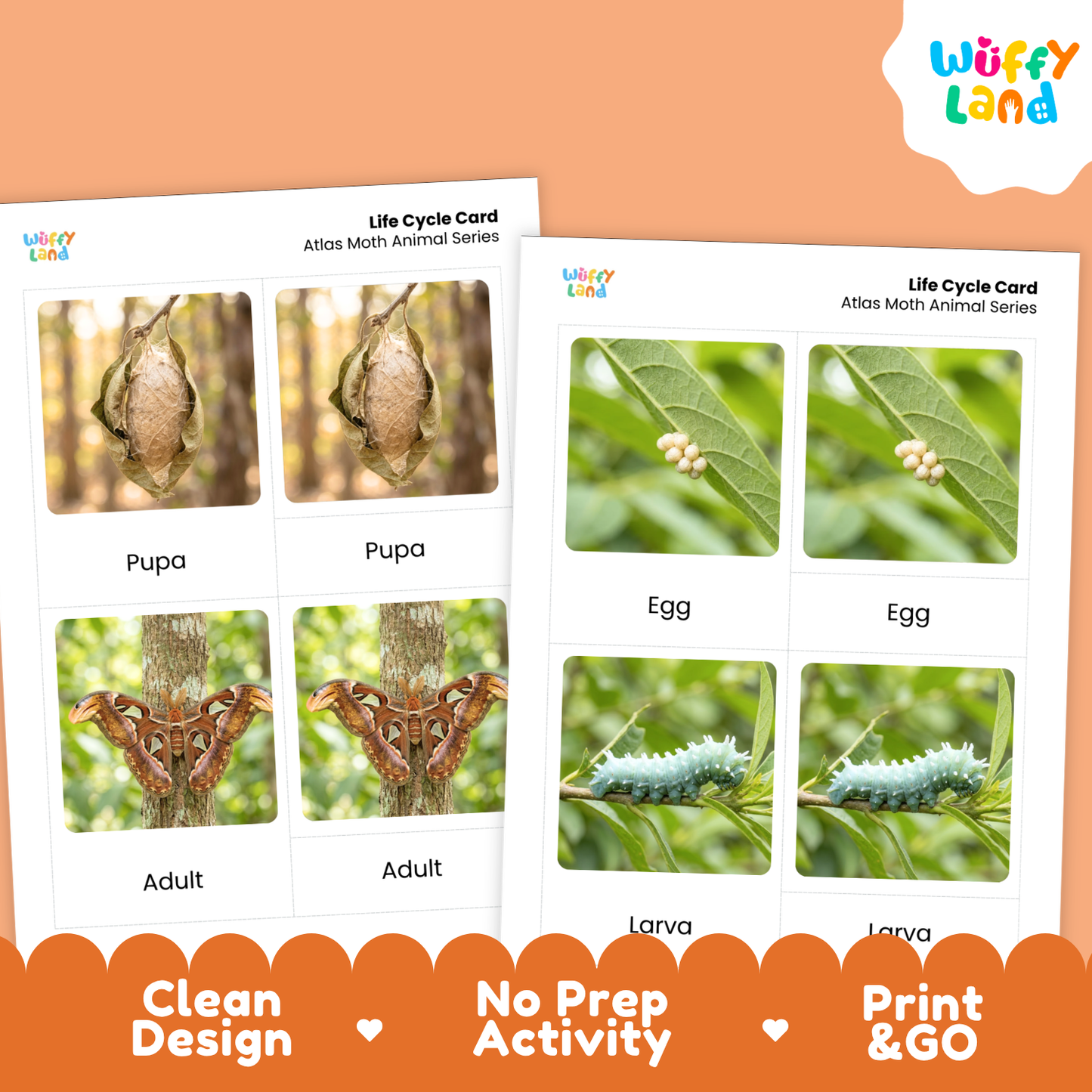 Atlas Moth Life Cycle Flashcard 3 Part Card