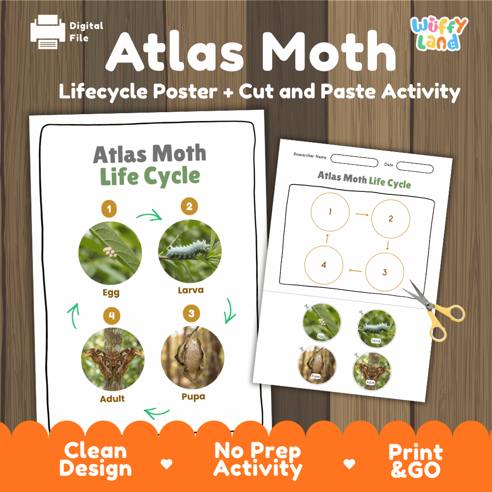 Atlas Moth Life Cycle Poster and Cut and Paste Activity Worksheets