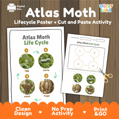 Atlas Moth Life Cycle Poster and Cut and Paste Activity Worksheets