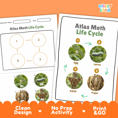 Atlas Moth Life Cycle Poster and Cut and Paste Activity Worksheets