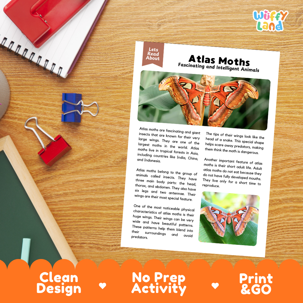An educational printout about atlas moths lies on an oak desk next to a red notebook, blue binder clips, and a red pen. The print features colorful illustrations of atlas moth wings and text starting with 'Let's About'.