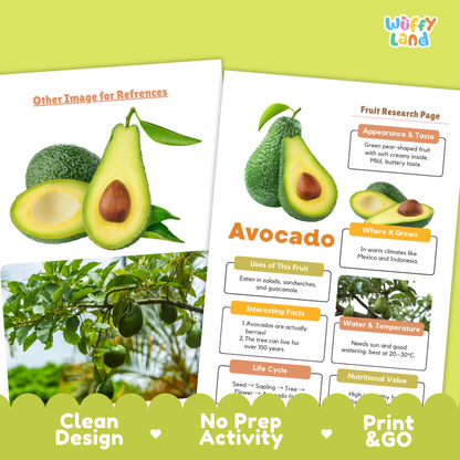 Two printed educational activity sheets about avocado displayed on a light green background. The sheets show avocado photos, labeled sections such as 'Fruit Research Page,' 'Uses of this Fruit,' 'Where it Grows,' 'Interesting Facts,' and 'Life Cycle,' with promotional text along the bottom including 'Clean Design,' 'No Prep Activity,' and 'Print & GO.