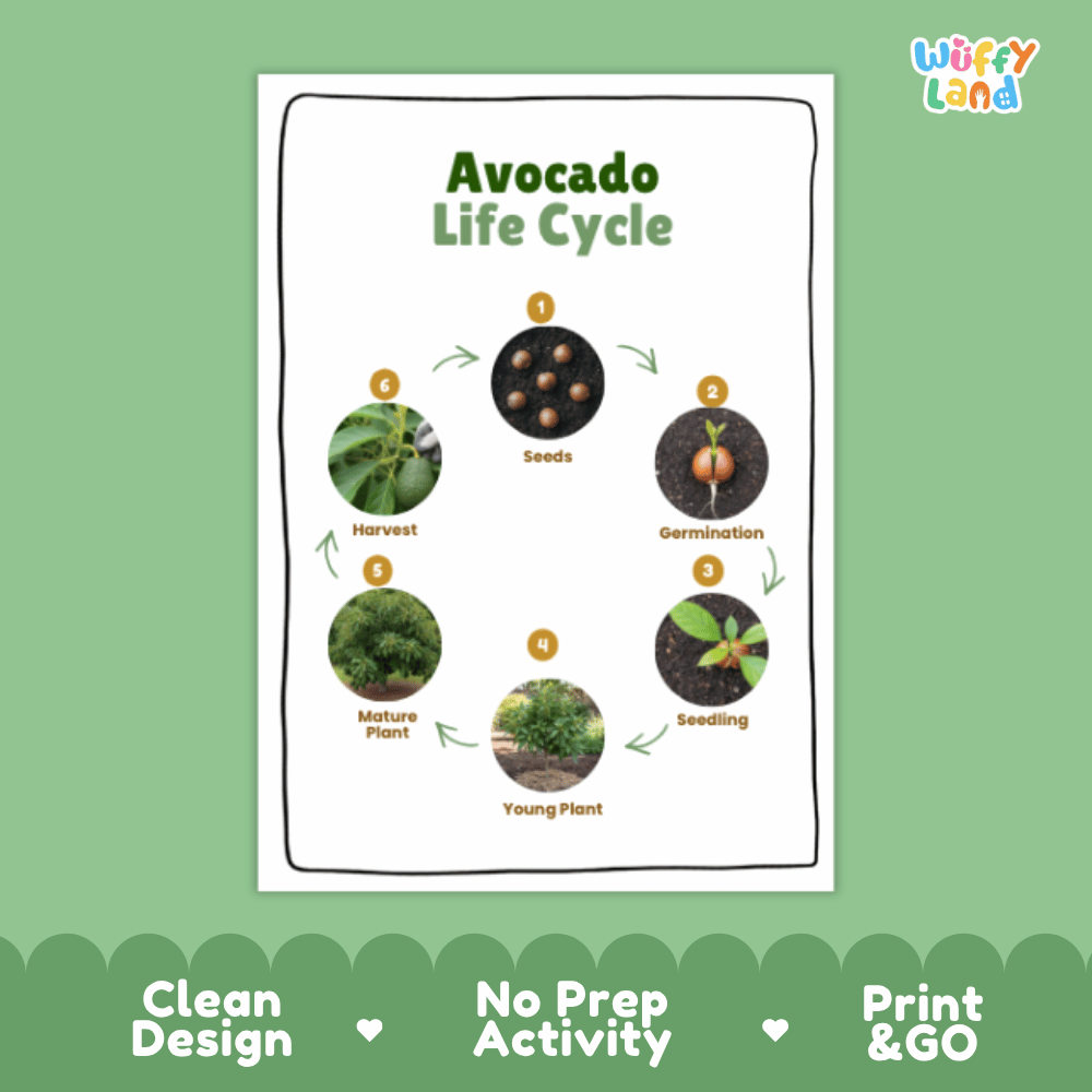 Avocado Lifecycle Poster and Cut and Paste Activity Worksheets | Plant Science Printables