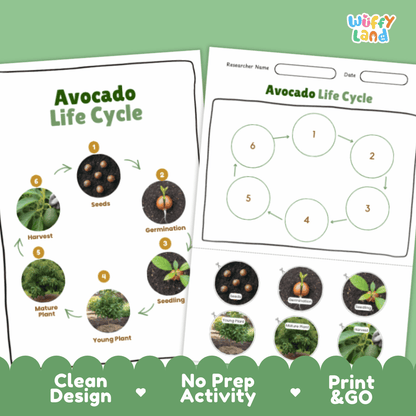 Avocado Lifecycle Poster and Cut and Paste Activity Worksheets | Plant Science Printables