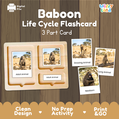 Baboon Life Cycle Flashcards | Montessori 3 Part Cards Mammal Activity