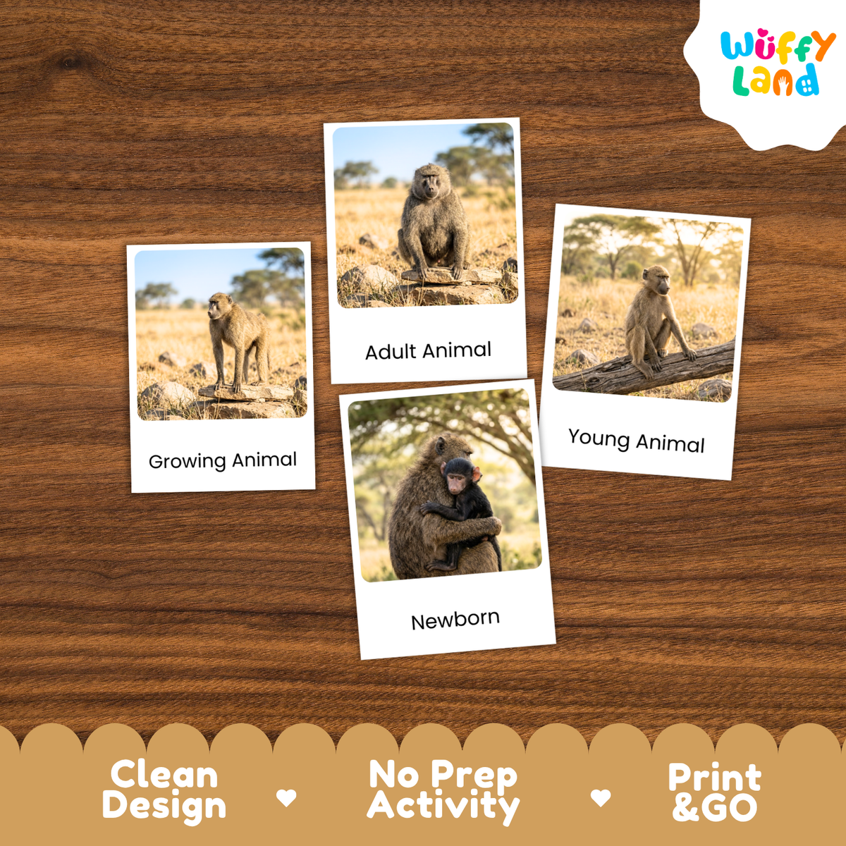 Baboon Life Cycle Flashcards | Montessori 3 Part Cards Mammal Activity