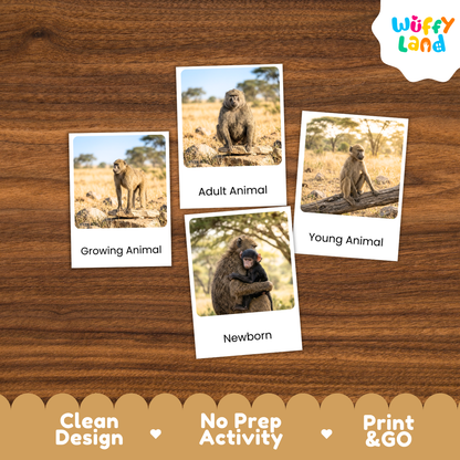 Baboon Life Cycle Flashcards | Montessori 3 Part Cards Mammal Activity