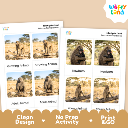 Baboon Life Cycle Flashcards | Montessori 3 Part Cards Mammal Activity