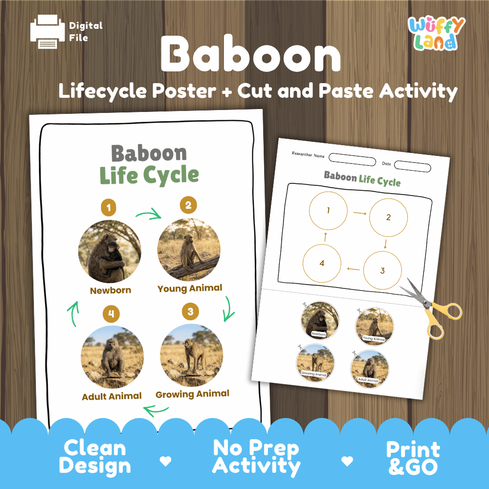 Baboon Life Cycle Poster and Cut and Paste Activity Worksheets