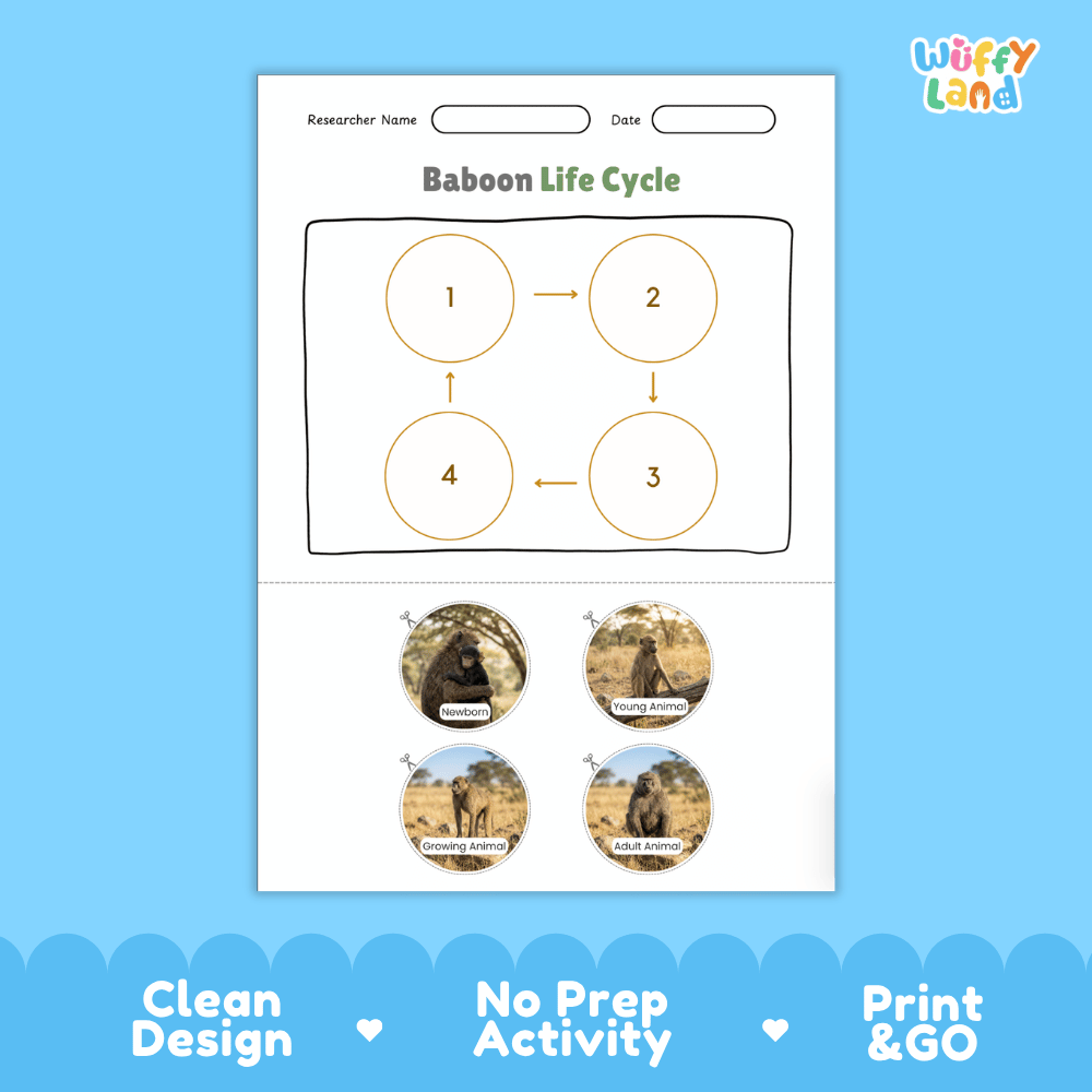 Baboon Life Cycle Poster and Cut and Paste Activity Worksheets