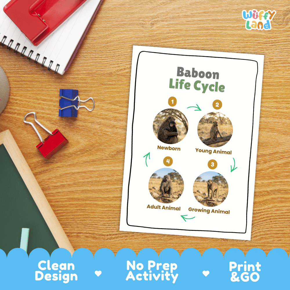 Baboon Life Cycle Poster and Cut and Paste Activity Worksheets